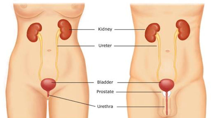 Problemi urinari causati dalla disfunzione nell'apparato urinario