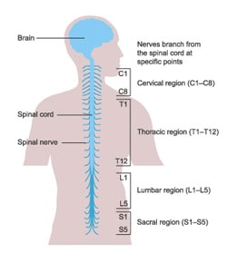Midollo spinale 
