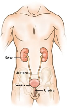 sistema urinario - corpo maschile